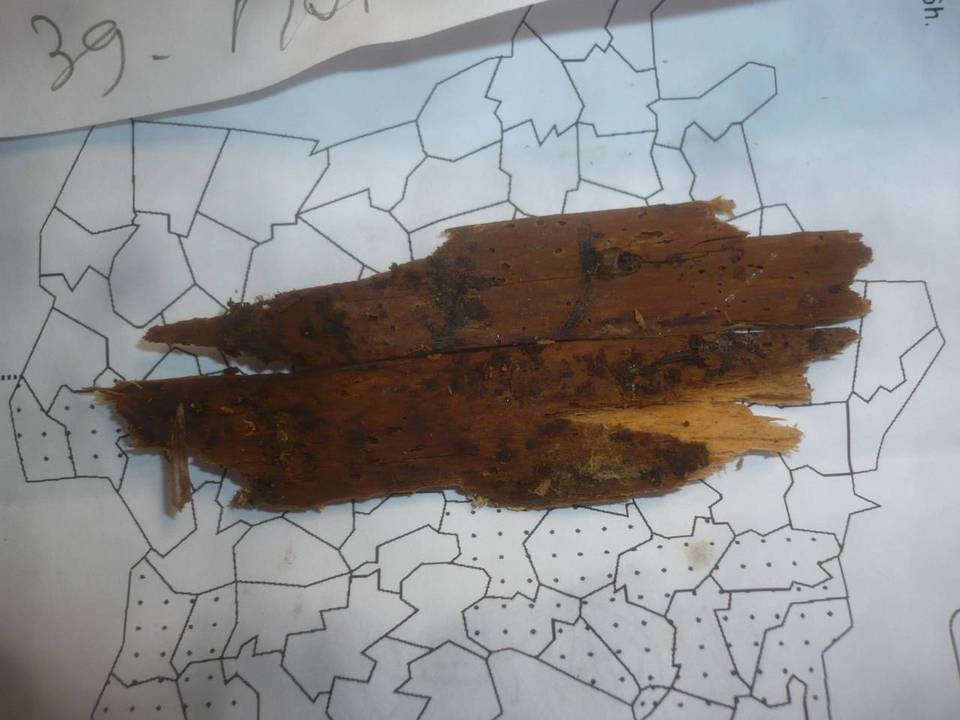 Repetobasidium vile image