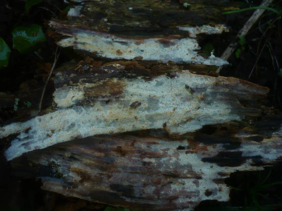 Resinicium image