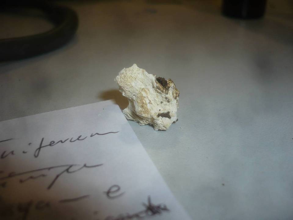 Ripexicium spinuliferum image
