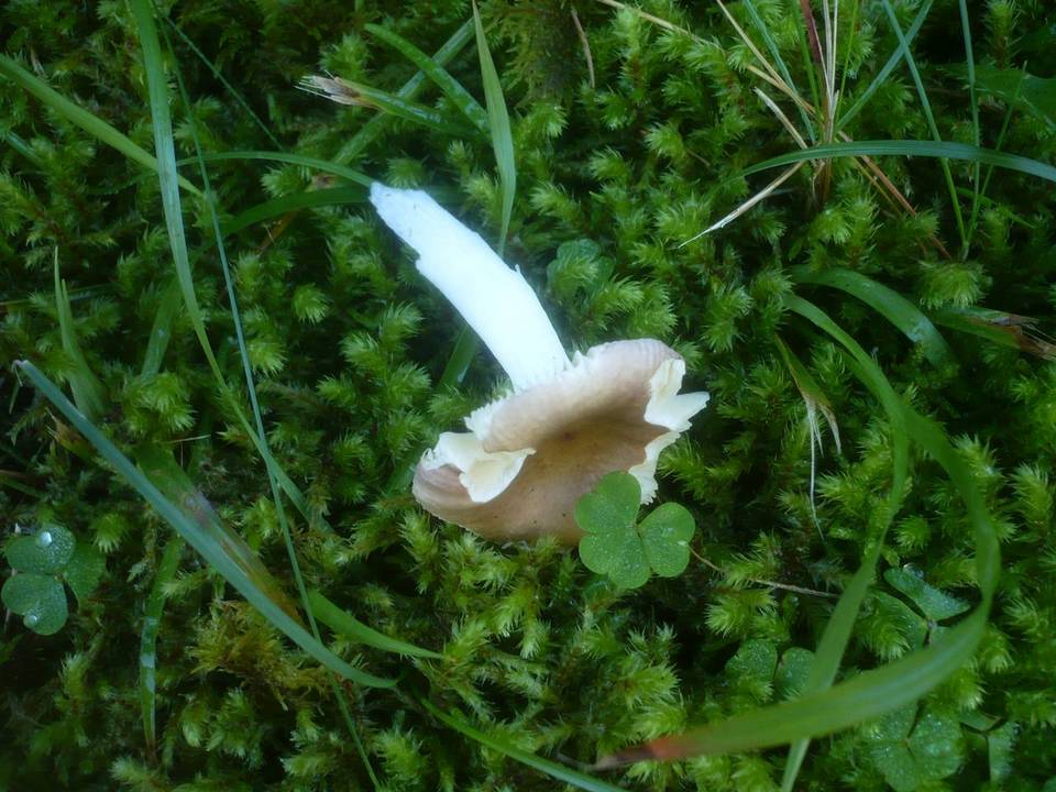 Russula nauseosa image