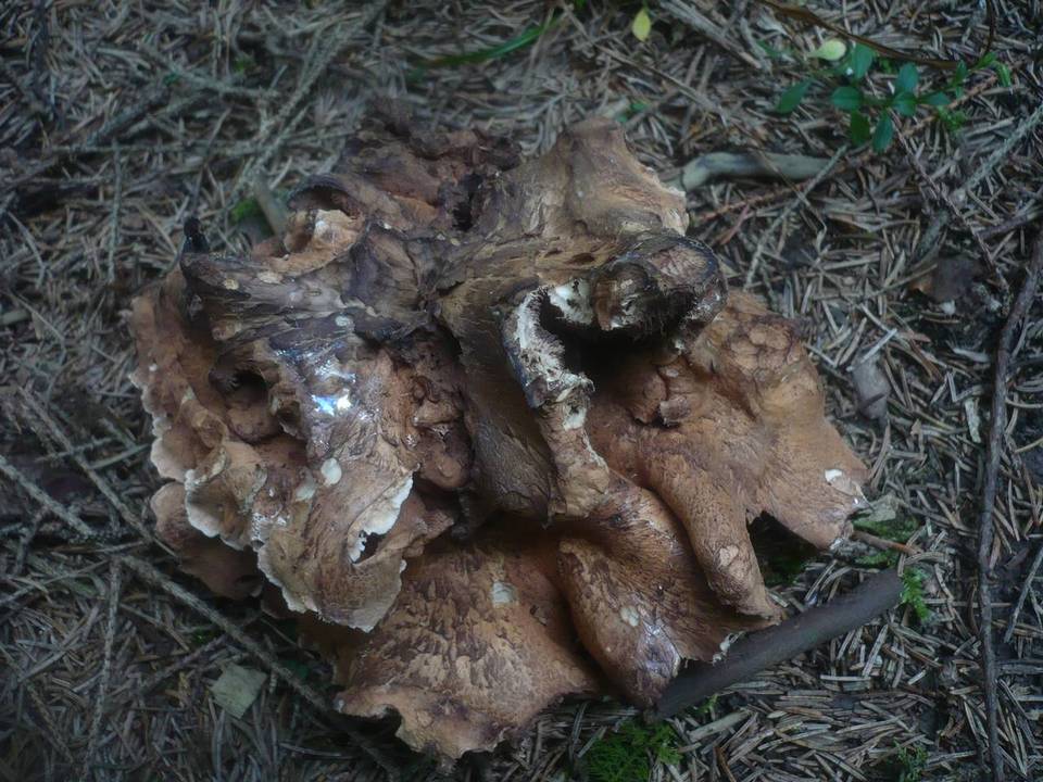 Sarcodon versipellis image