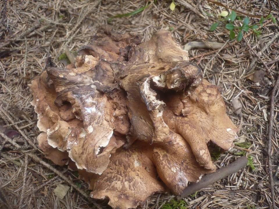 Sarcodon versipellis image