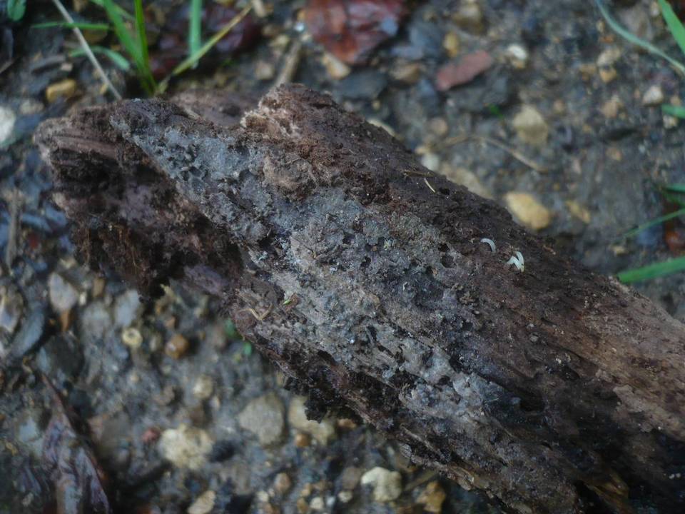 Sebacina dimitica image
