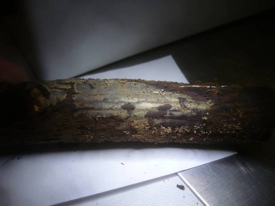 Sebacina dimitica image