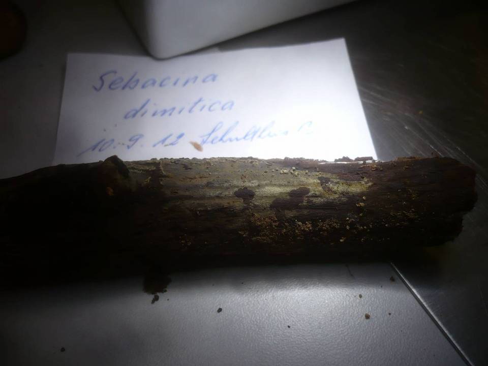 Sebacina dimitica image