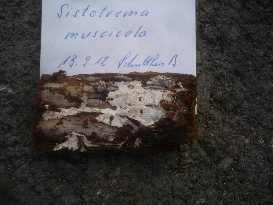 Sistotrema muscicola image
