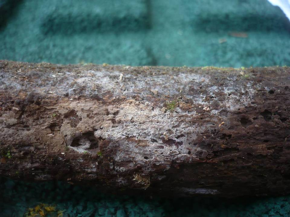 Sistotremella image