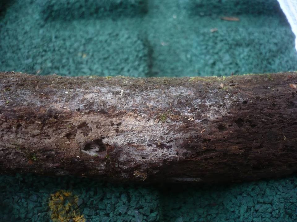Sistotremella perpusilla image