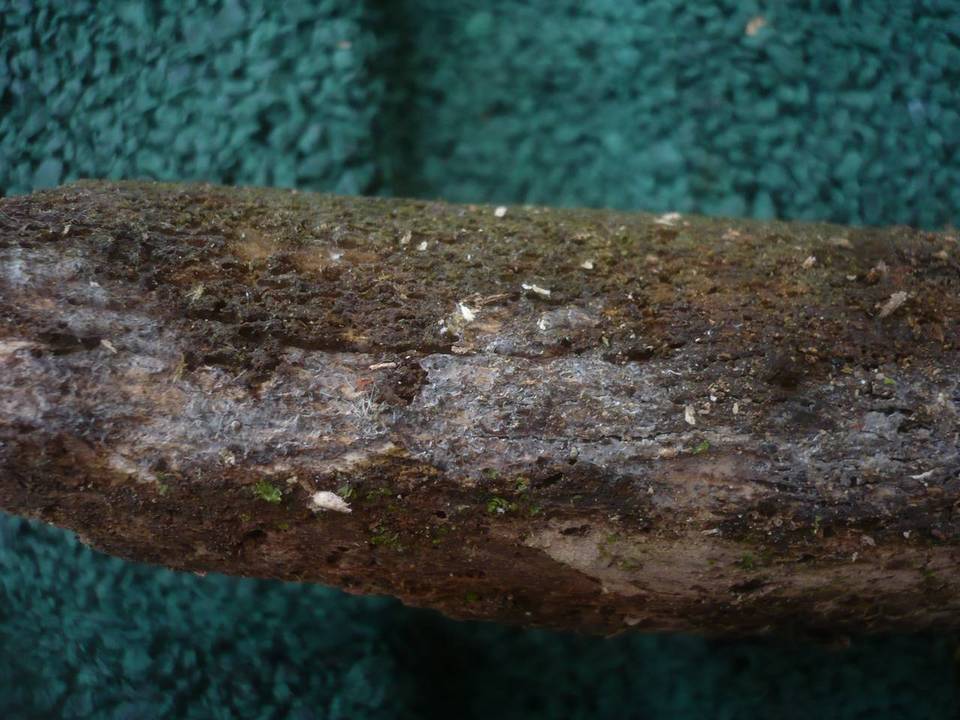 Sistotremella image