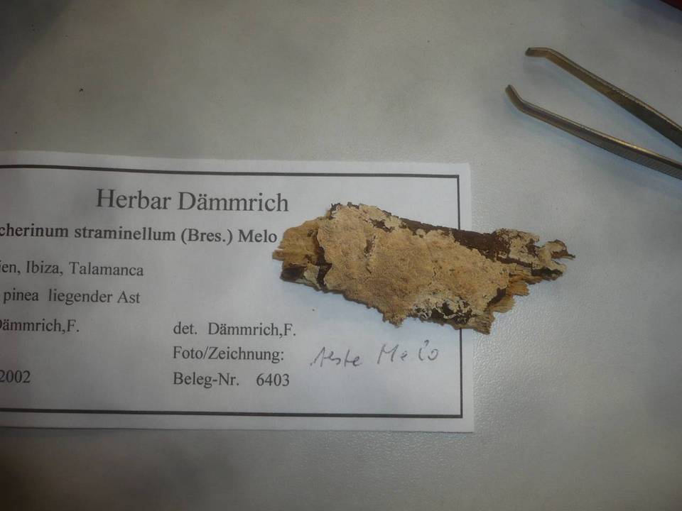 Steccherinum straminellum image