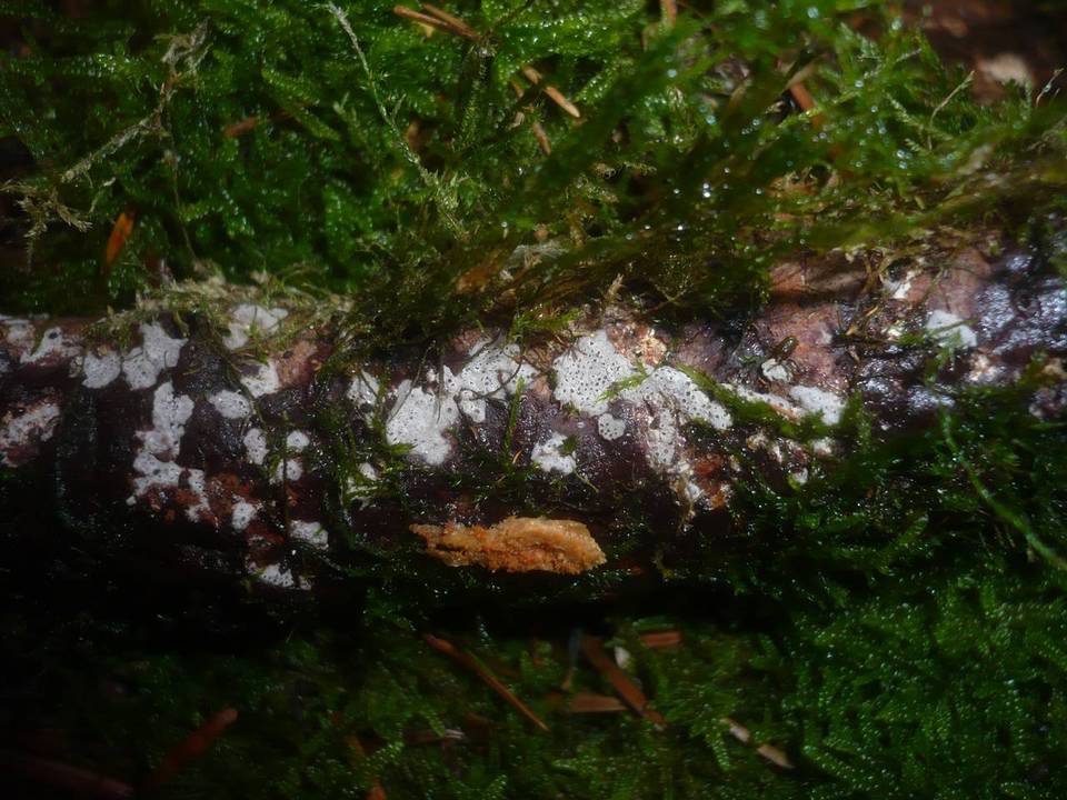 Resupinatus conspersus image