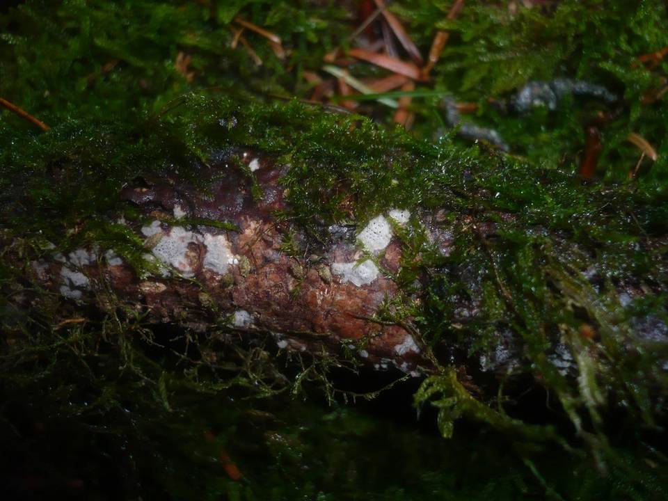 Resupinatus conspersus image