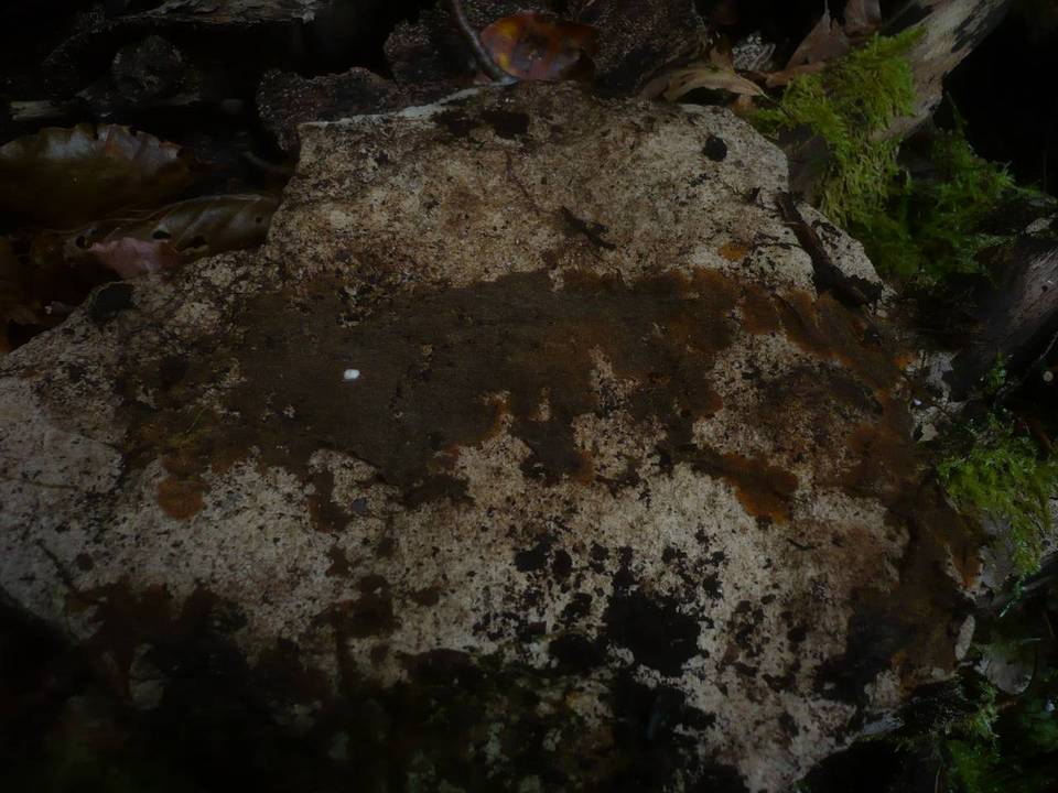 Tomentella punicea image