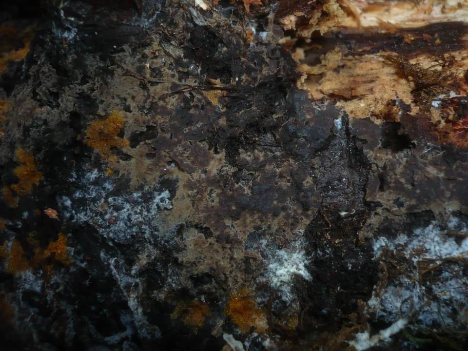 Tomentella terrestris image