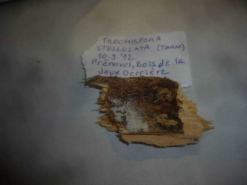 Trechispora stellulata image