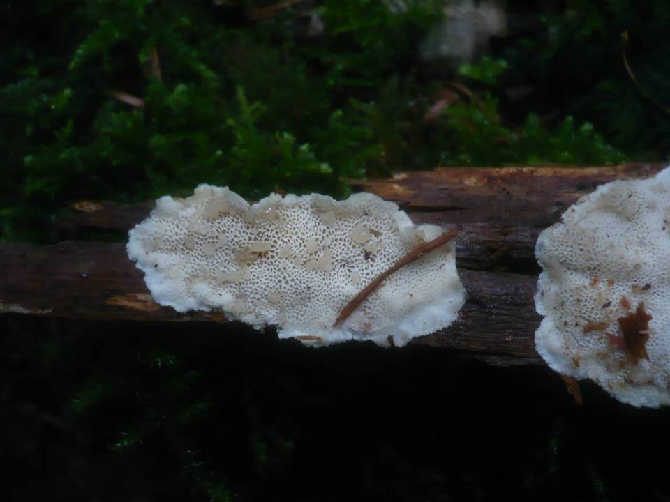 Tremella polyporina image