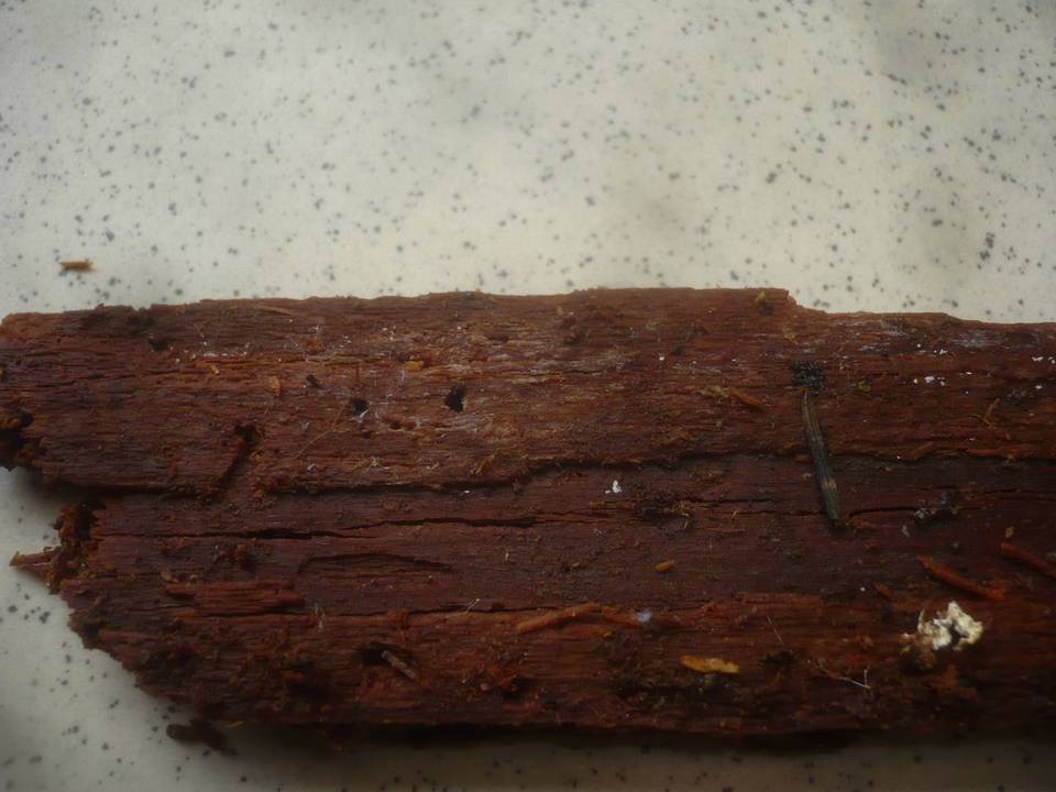 Tubulicrinis accedens image