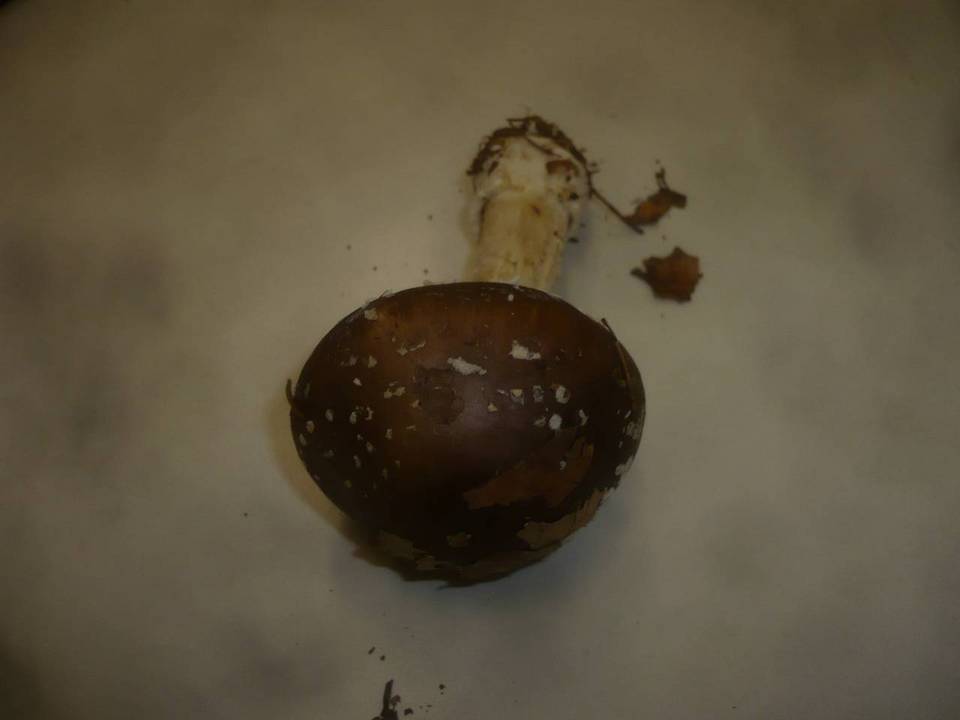 Amanita pantherina var. abietum image