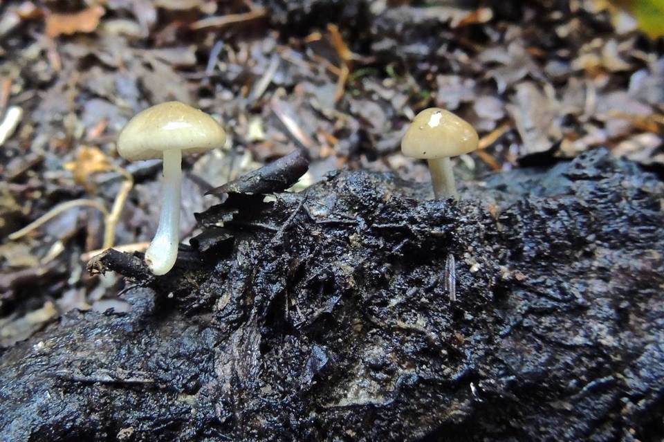 Oudemansiella venosolamellata image