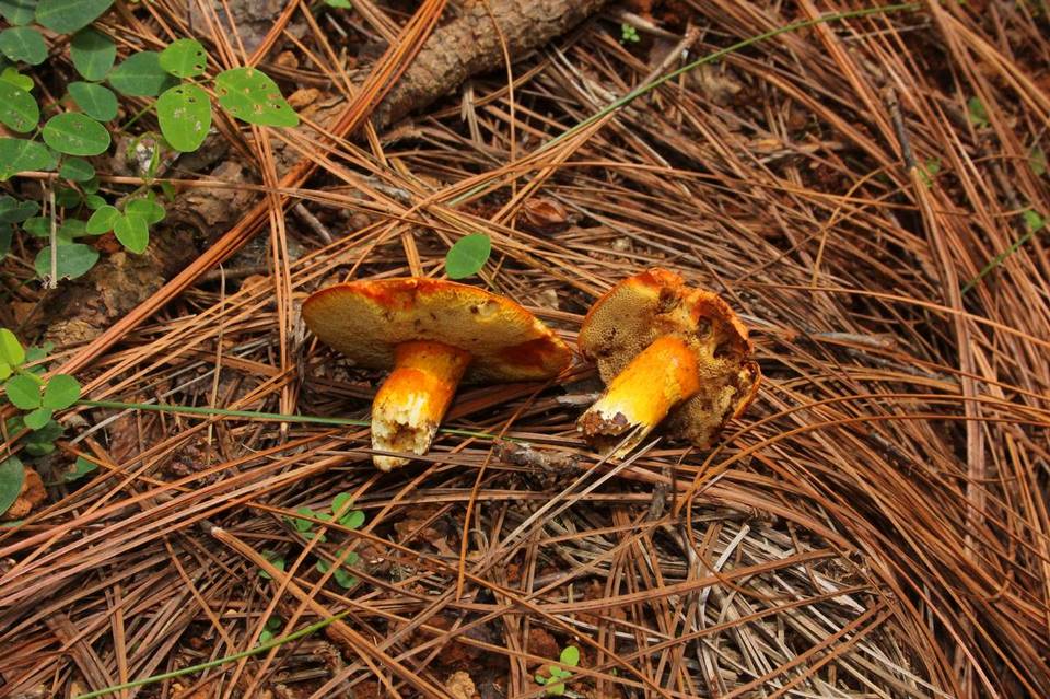 Tylopilus leucomycelinus image