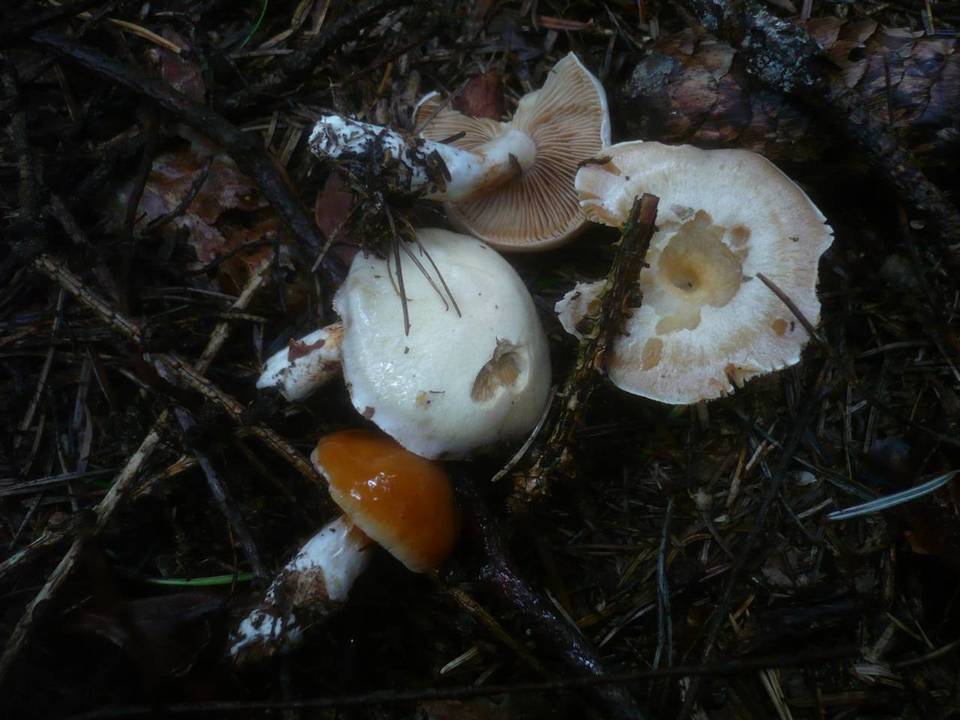 Cortinarius barbatus image