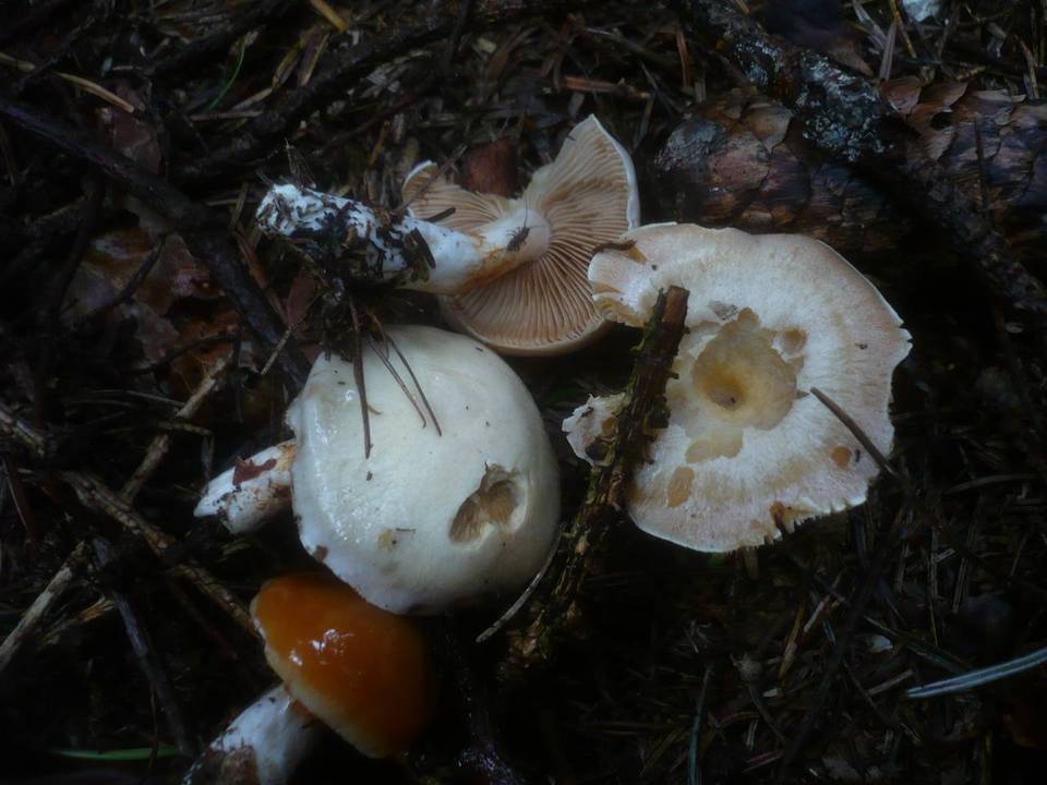 Cortinarius barbatus image