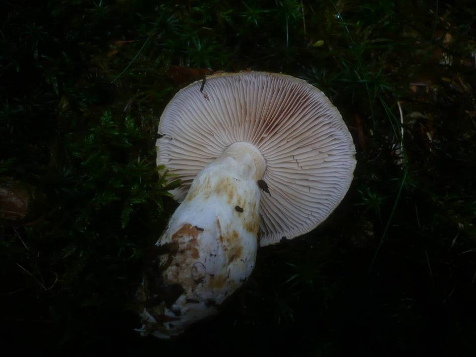 Cortinarius leucophanes image