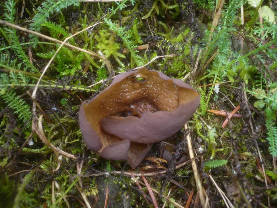 Otidea mirabilis image