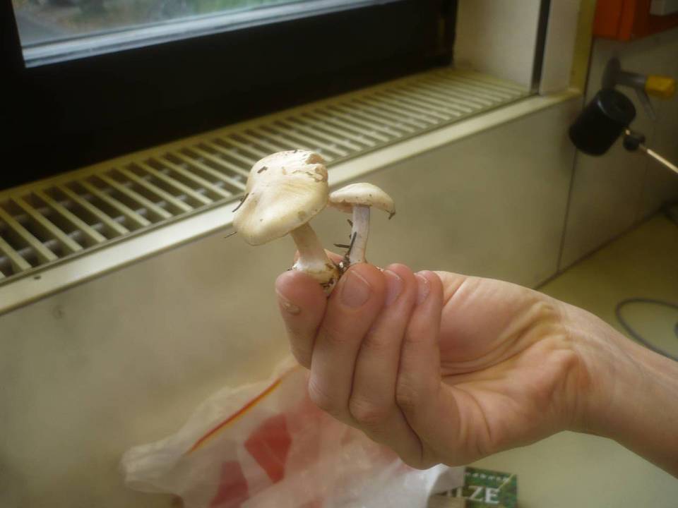 Cortinarius caesiostramineus image
