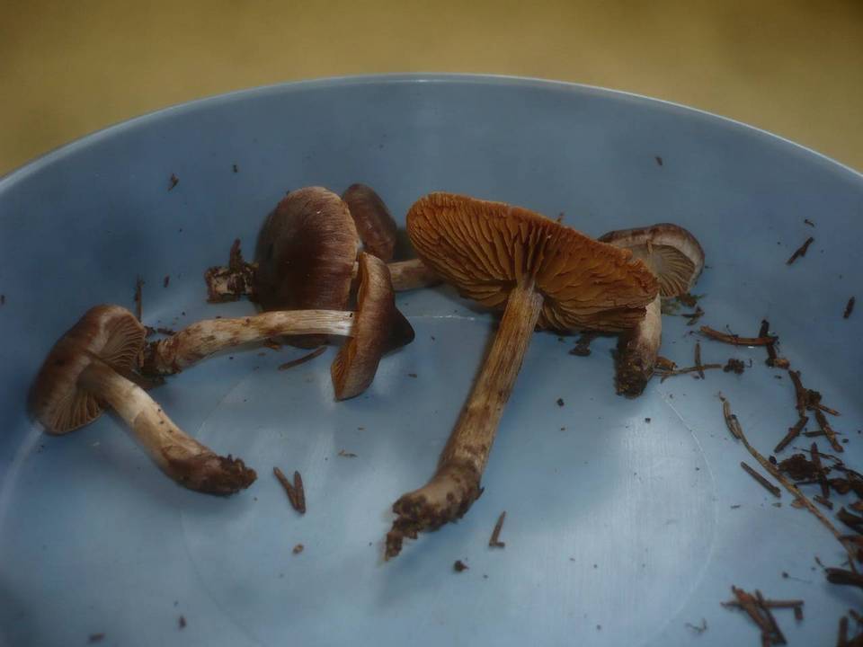 Cortinarius depressus image