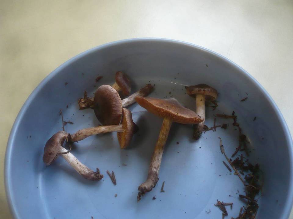 Cortinarius depressus image