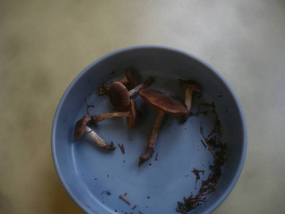 Cortinarius depressus image
