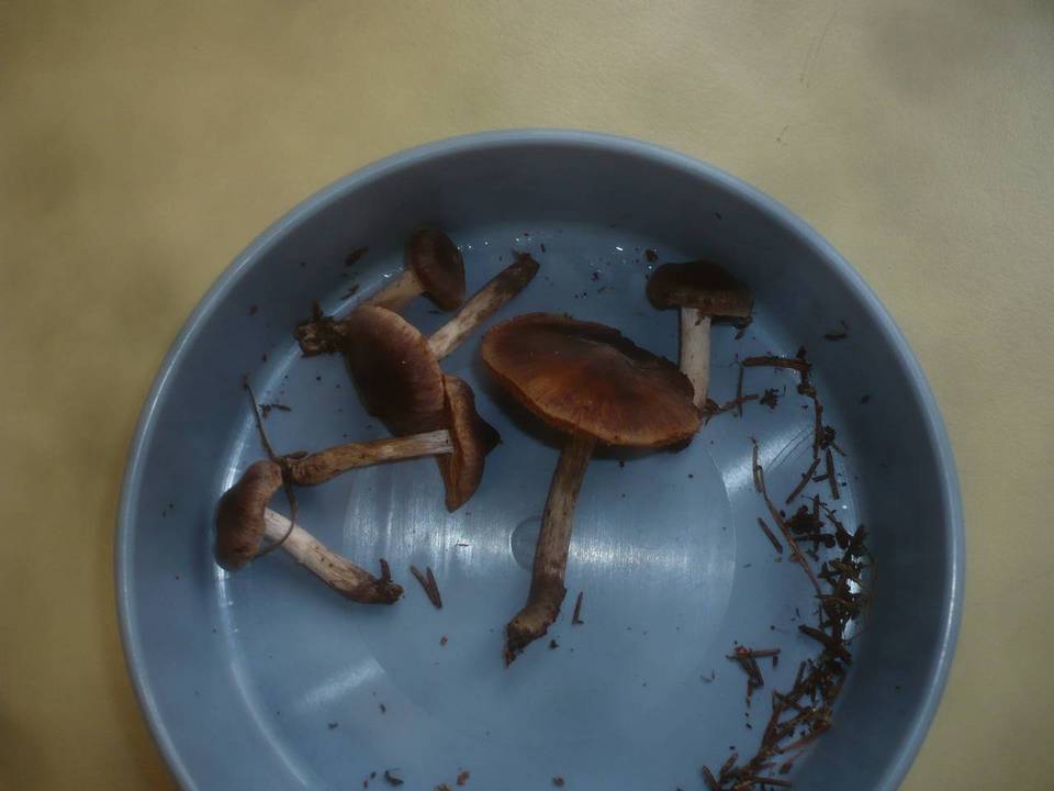Cortinarius depressus image