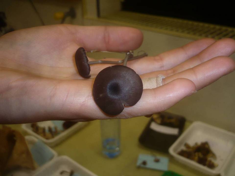 Entoloma coelestinum image