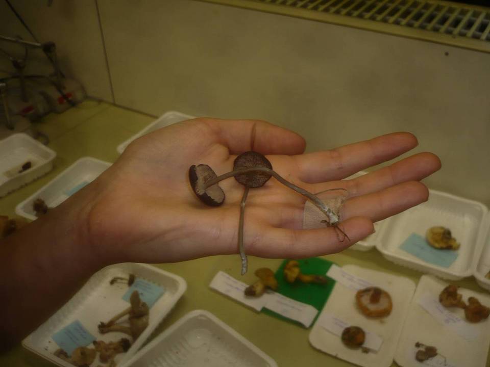 Entoloma coelestinum image