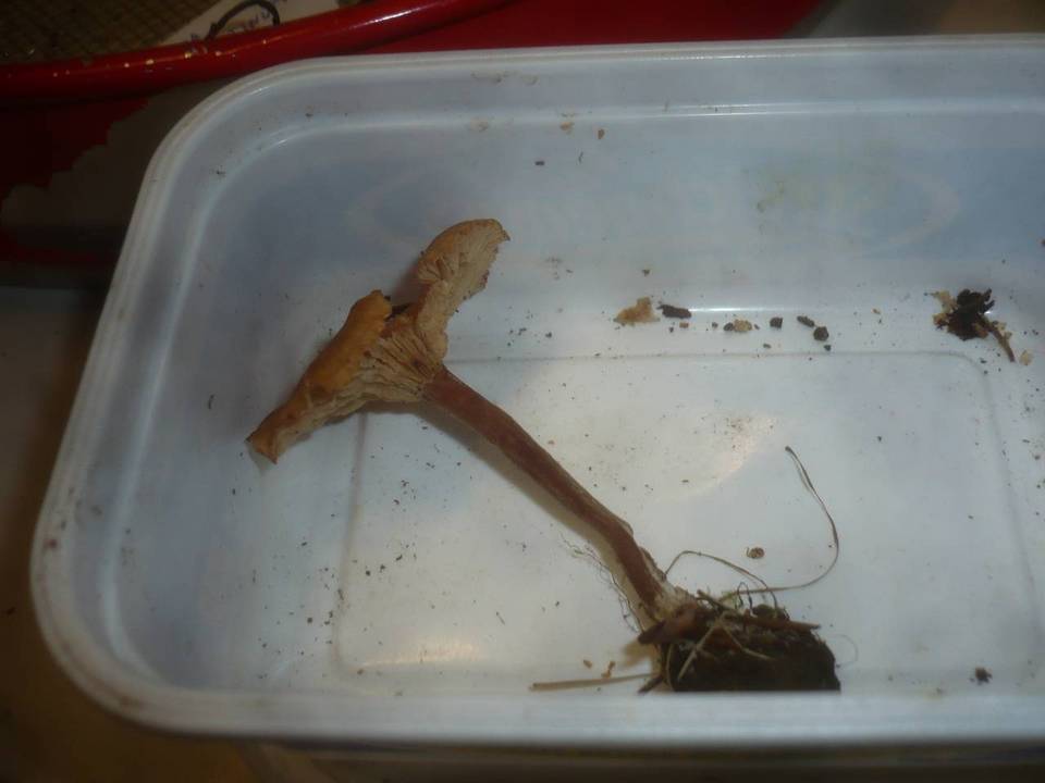 Pseudoomphalina compressipes image