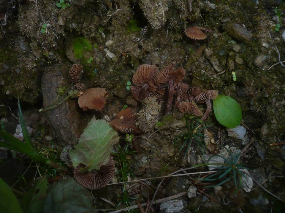 Naucoria alnetorum image