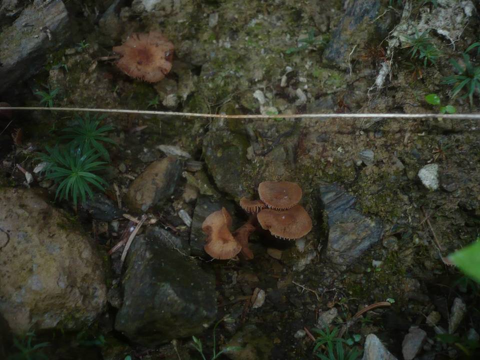 Naucoria alnetorum image