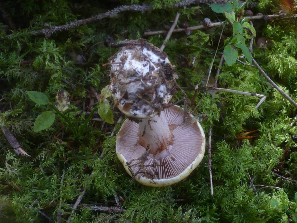 Cortinarius calochrous var. coniferarum image