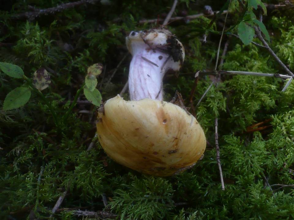 Cortinarius calochrous var. coniferarum image