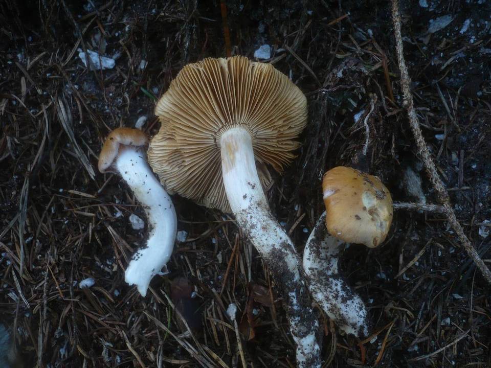 Cortinarius galeobdolon image