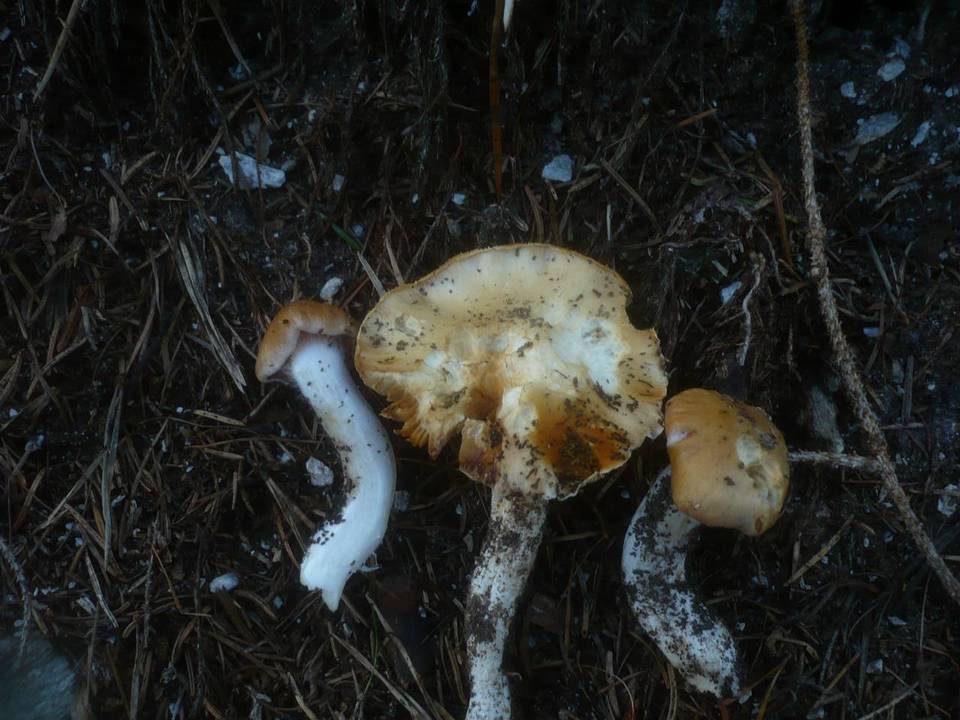 Cortinarius galeobdolon image