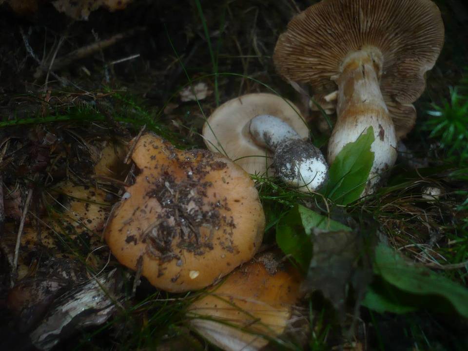 Cortinarius multiformis var. coniferarum image