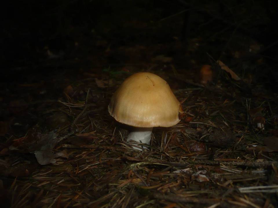 Cortinarius poecilopus image