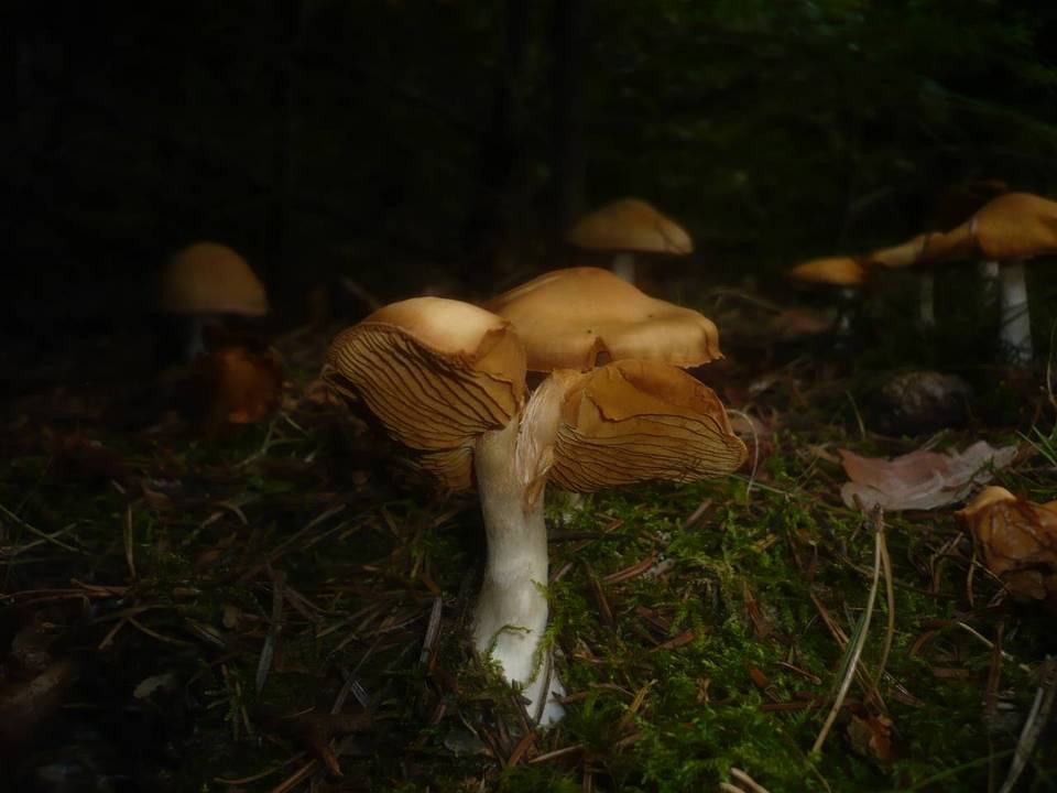 Cortinarius poecilopus image