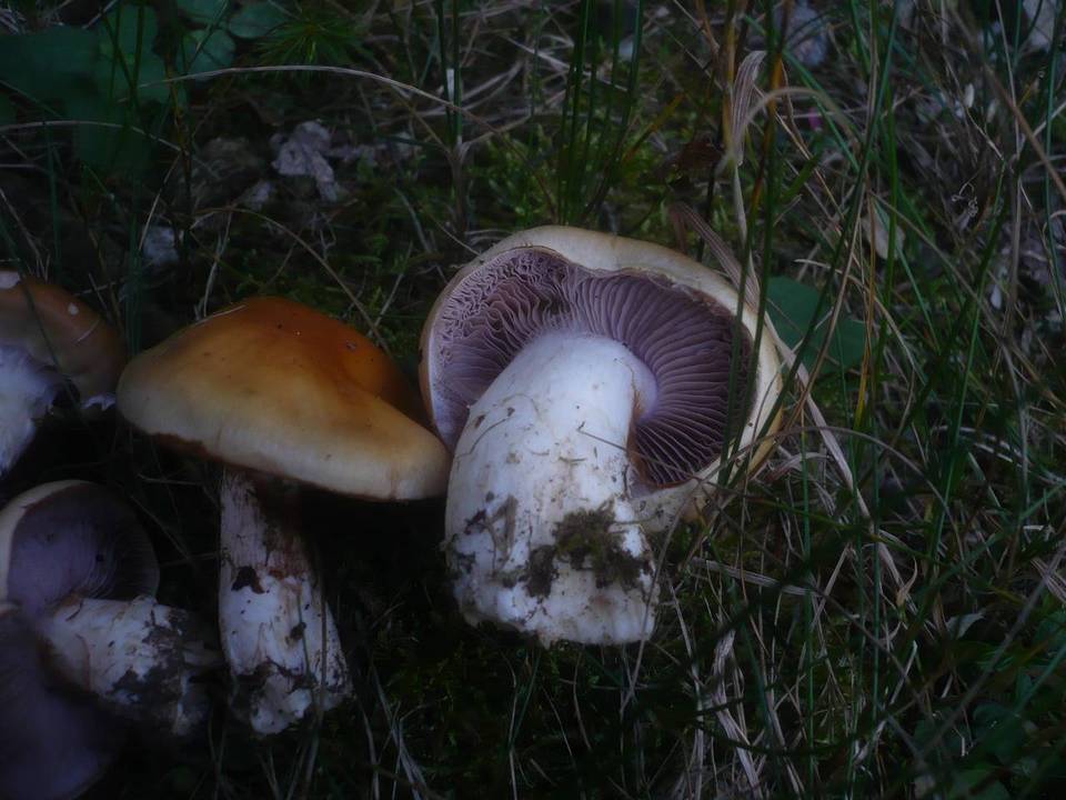 Cortinarius varius image