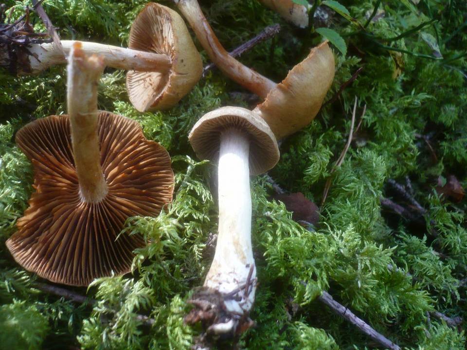 Cortinarius venetus var. montanus image