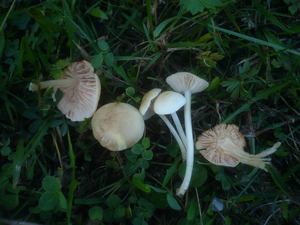 Entoloma queletii image