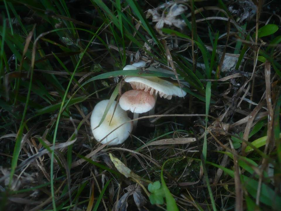 Entoloma queletii image