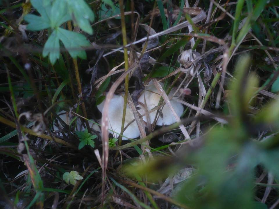 Entoloma queletii image